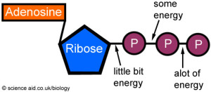 ATP Structure - Ribose, adenosin, phosphate