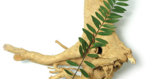 Eurycoma longifolia (Longjack, Tongkat Ali) root and foliage