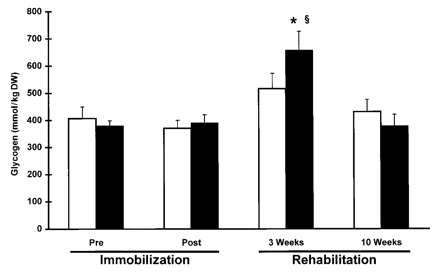 Effect of creatine supplementation on muscle glycogen concentration during immobilization and subsequent rehabilitation training.