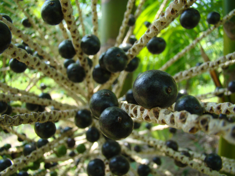 Açaí palm (Euterpe oleracea) with Acai Berries