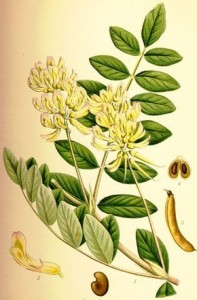 Astragalus membranaceus (Astragalus extract Astragalus polysaccharide)