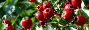 (Crataegus pinnatifida) Hawthorn berries